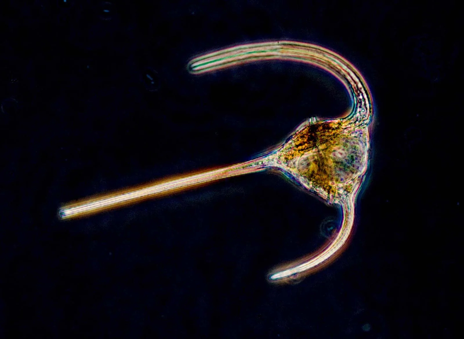 Dinoflagellate (obrněnky) v mořském akváriu
