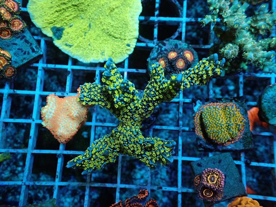 Montipora hispida (Star Wars) frag 5cm