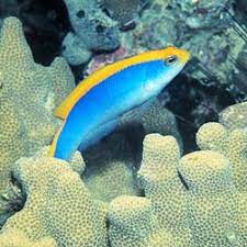 Pseudochromis flavivertex