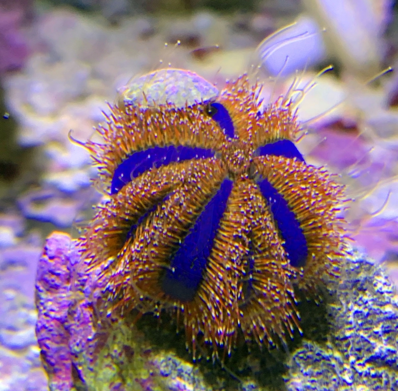 Mespilia globulus S-M