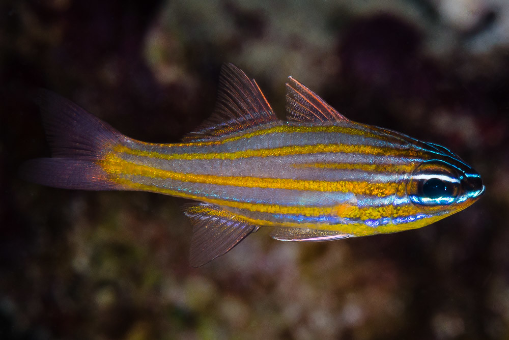 Apogon cyanosoma