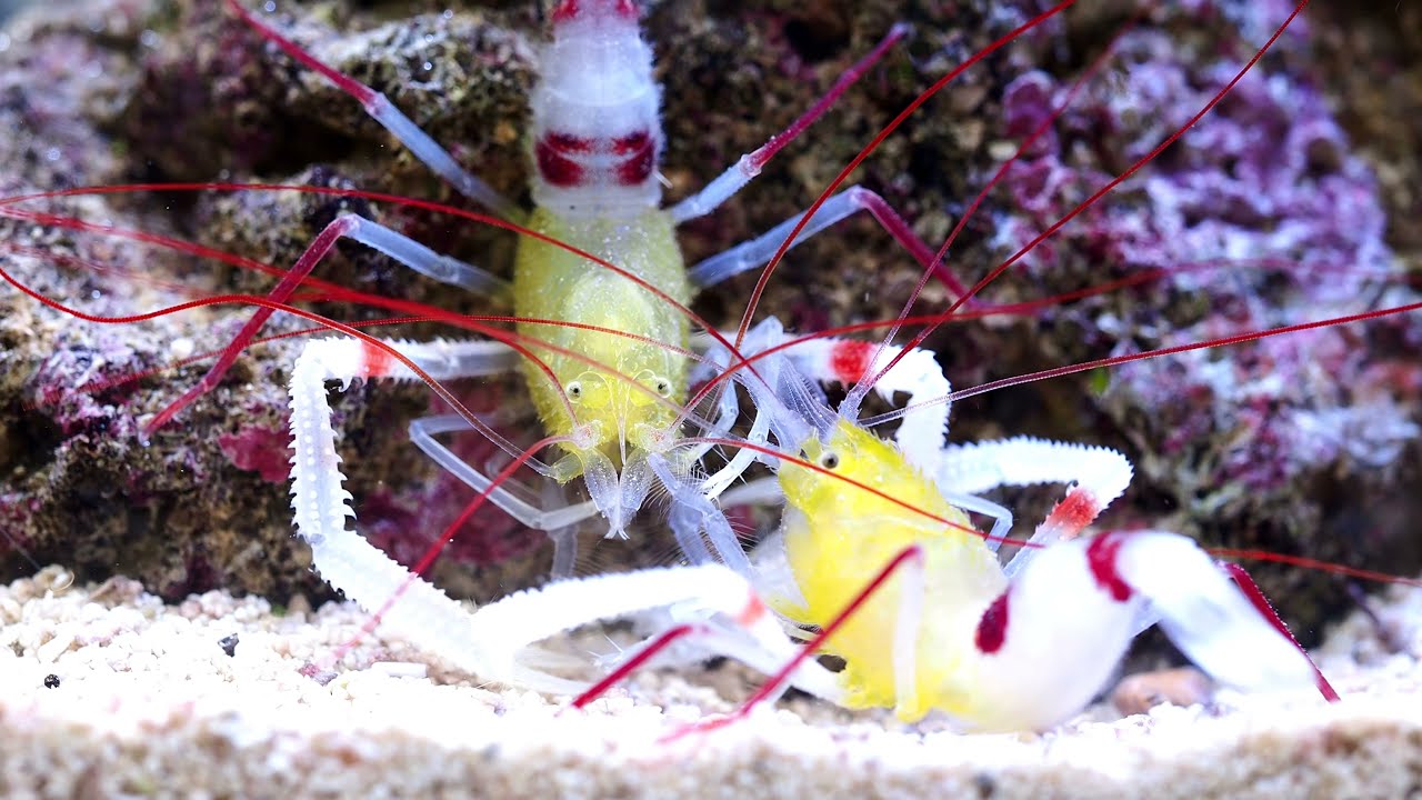 Stenopus zanzibaricus (pár)