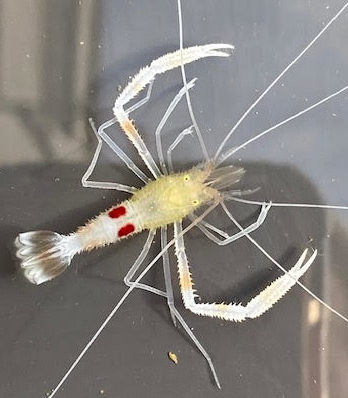 Stenopus devaney