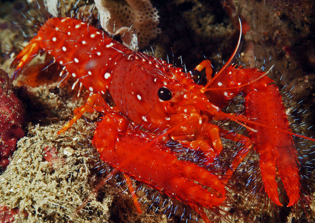 Enoplometopus occidentalis XL