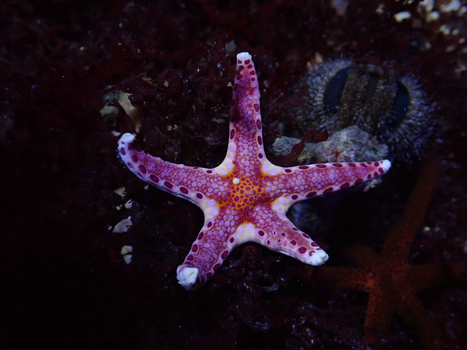 Celerina heffernani