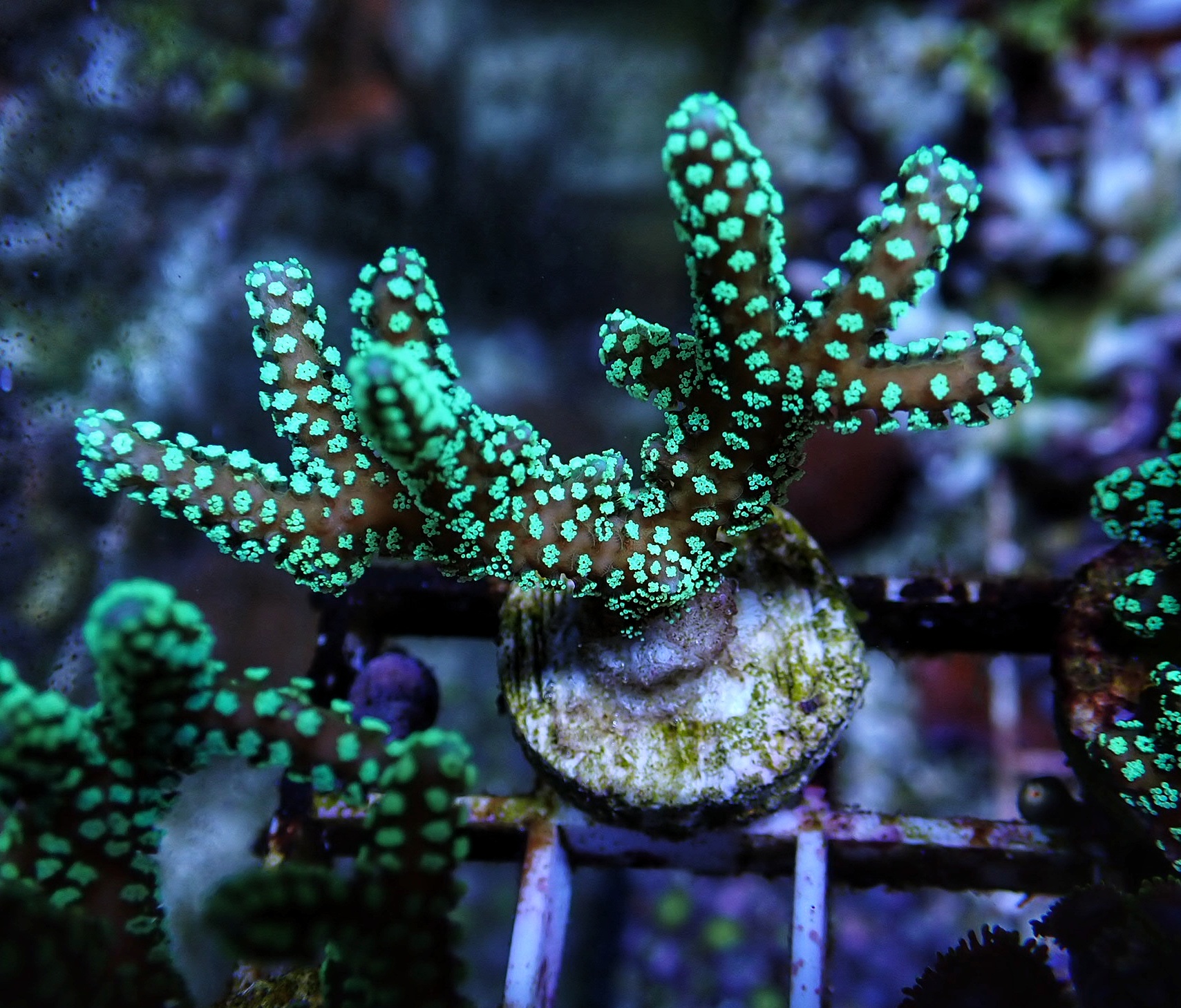 Seriatopora caliendrum