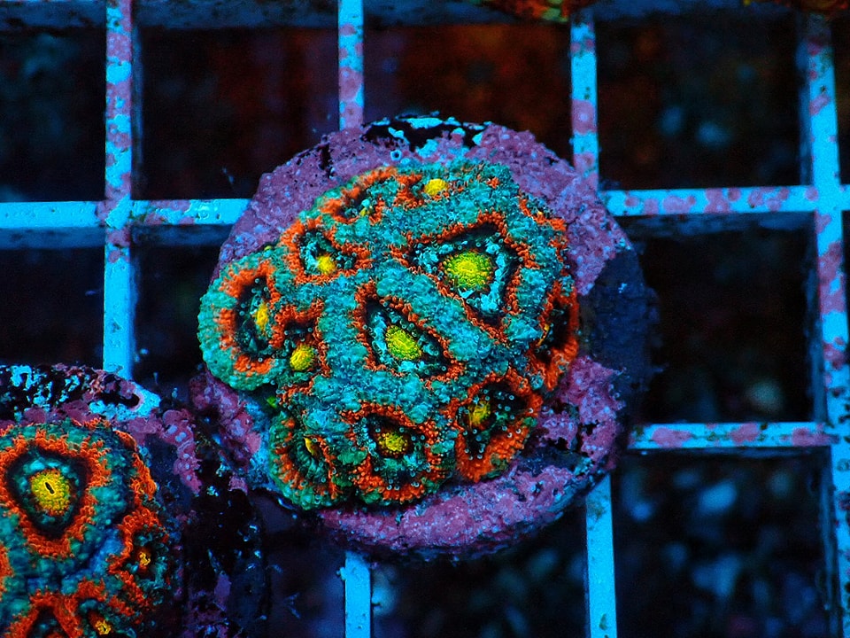 Micromussa lordhowensis (Ultra)