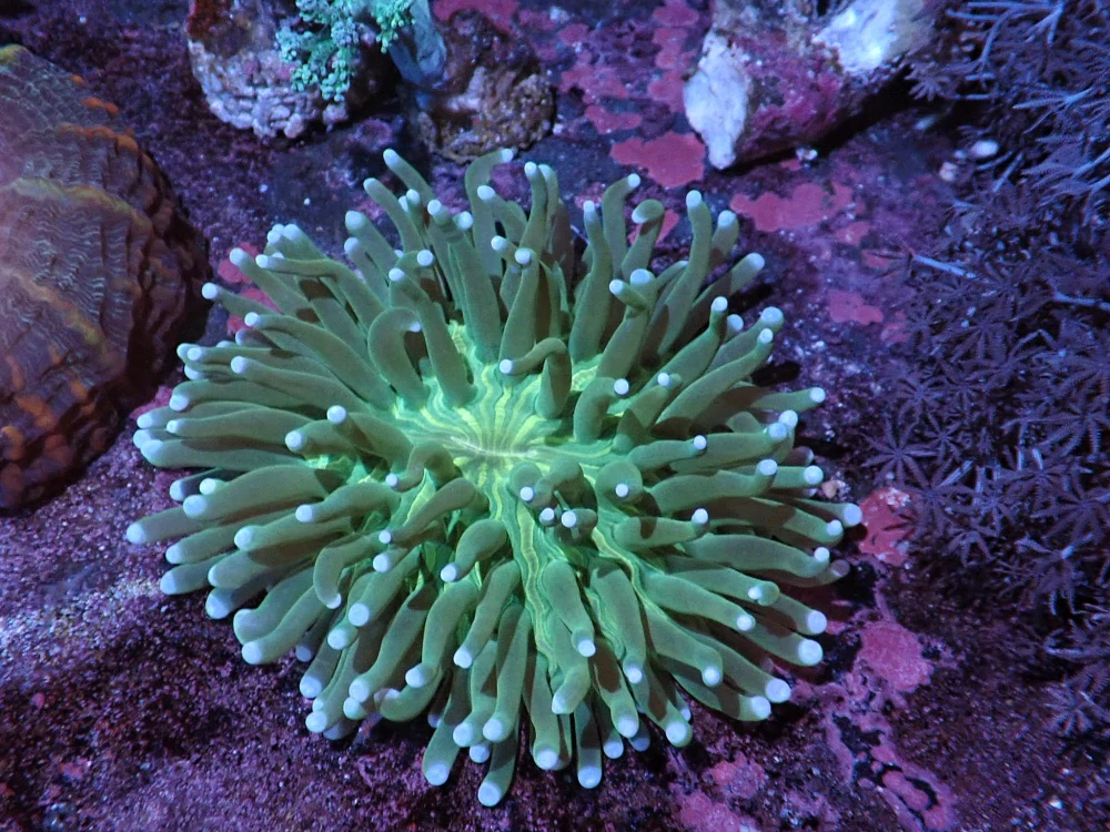 Heliofungia actiniformis