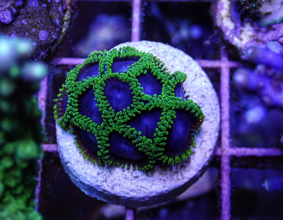 Zoanthus (Jocker)