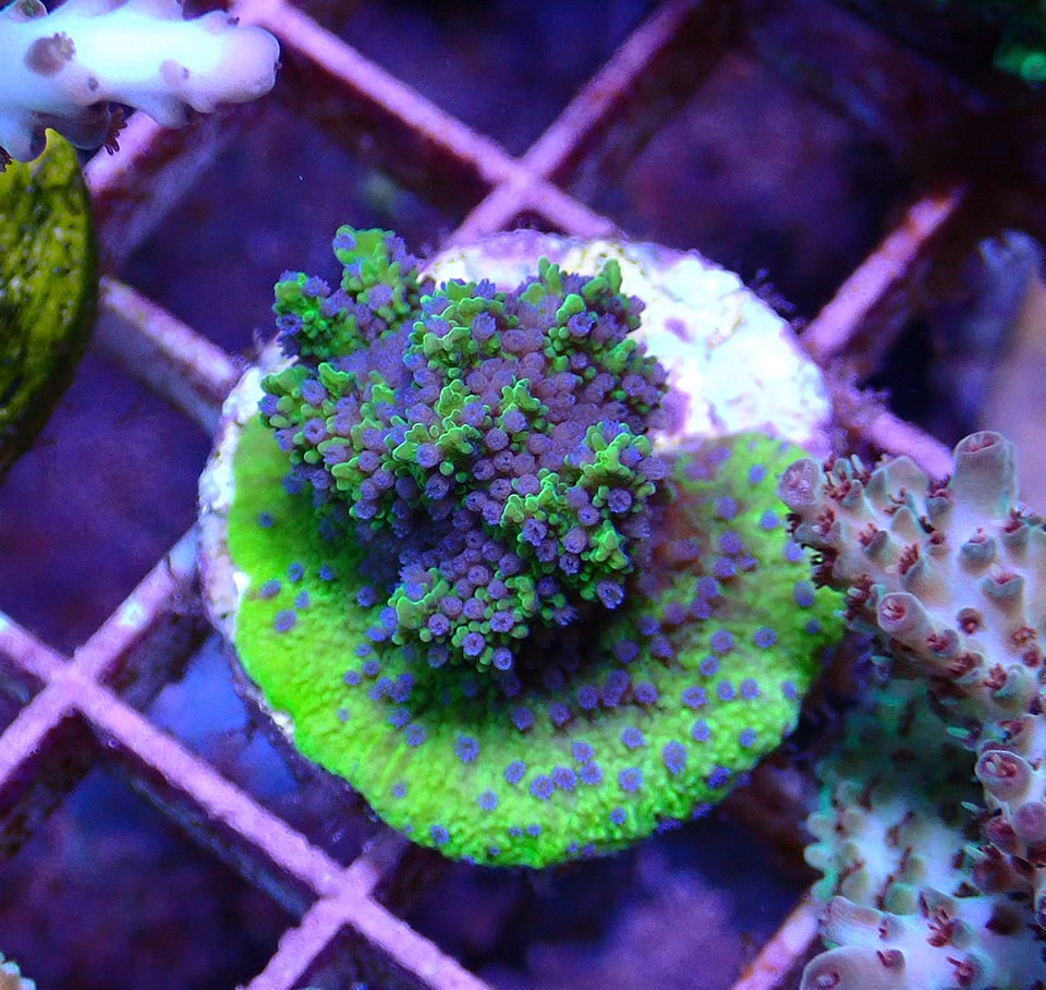 Montipora (Melonberry)