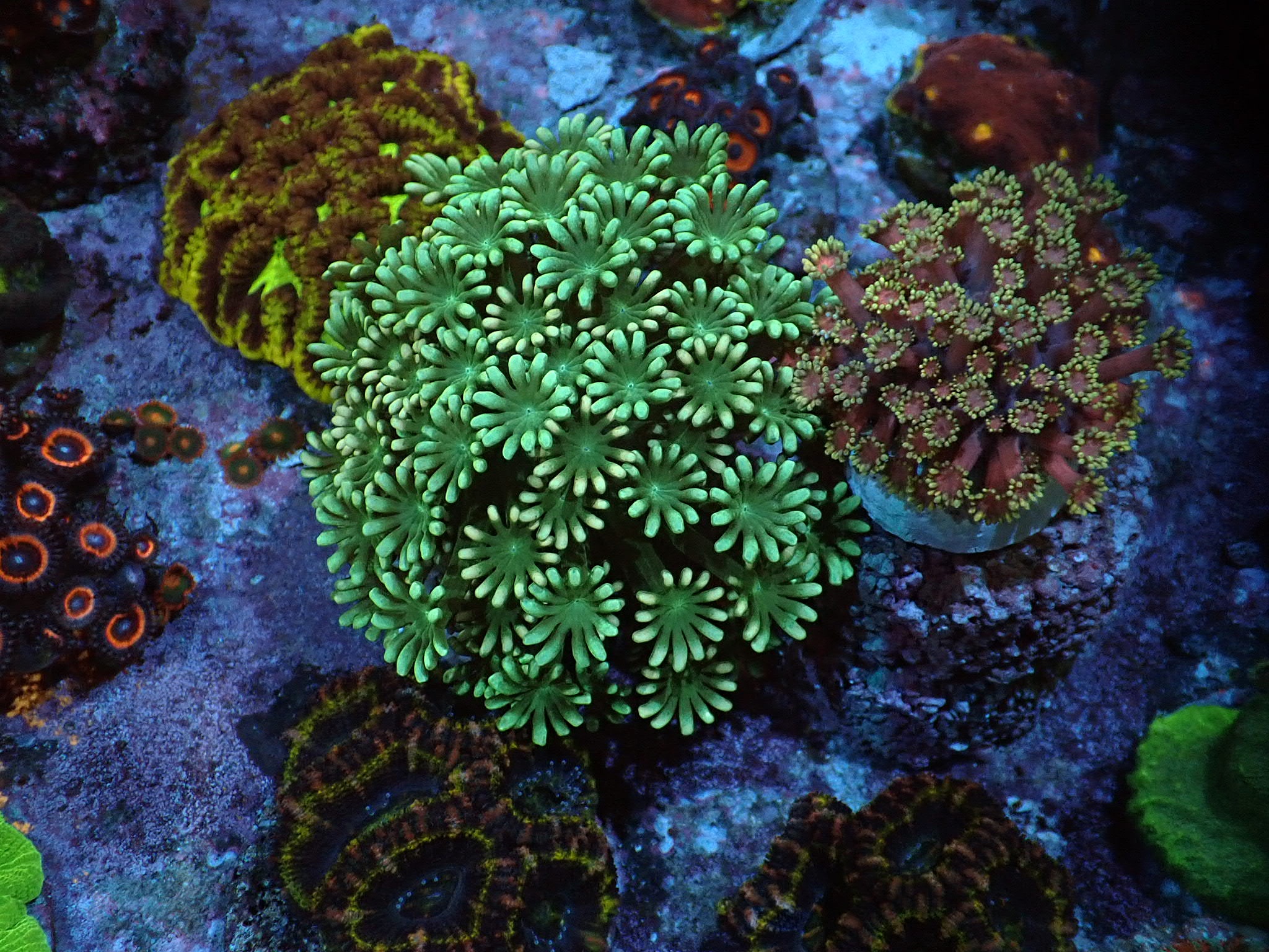 Alveopora