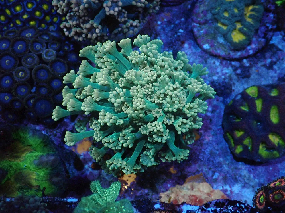 Alveopora Ultra