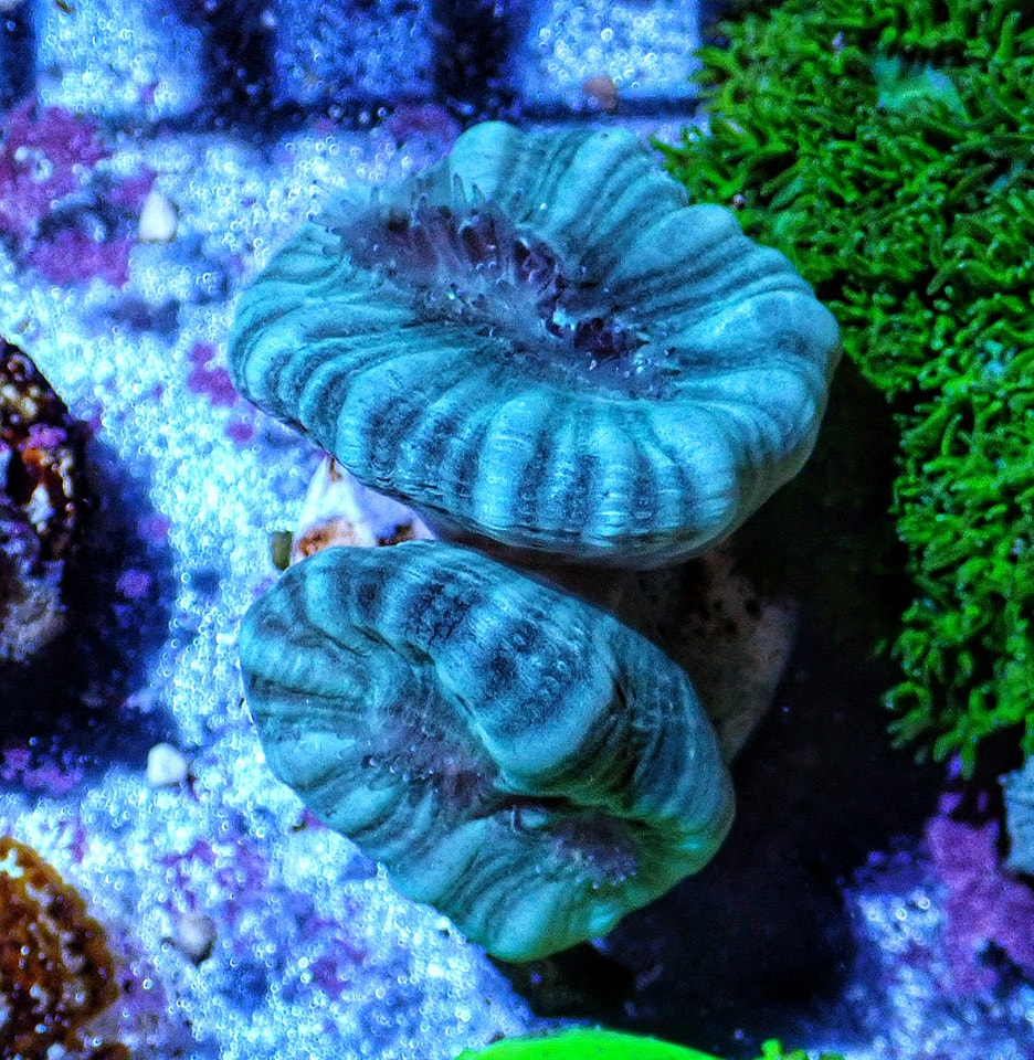 Caulastrea Blue