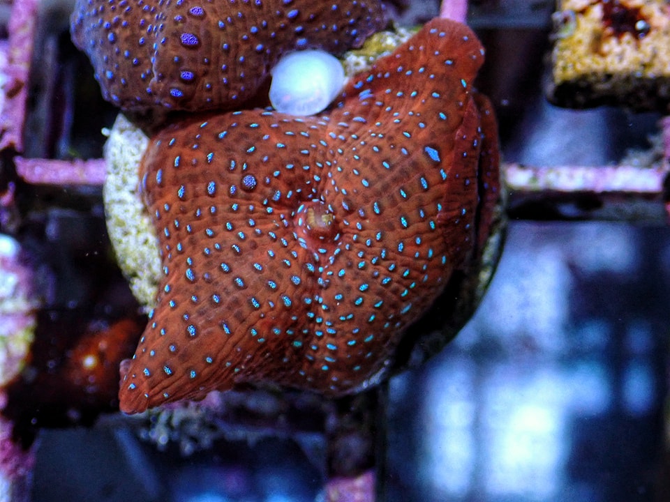 Discosoma
