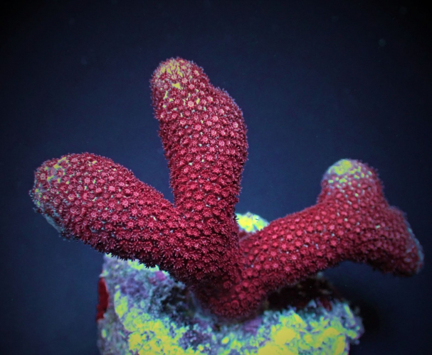 Porites spp. (Bordeaux ,frag 3cm )