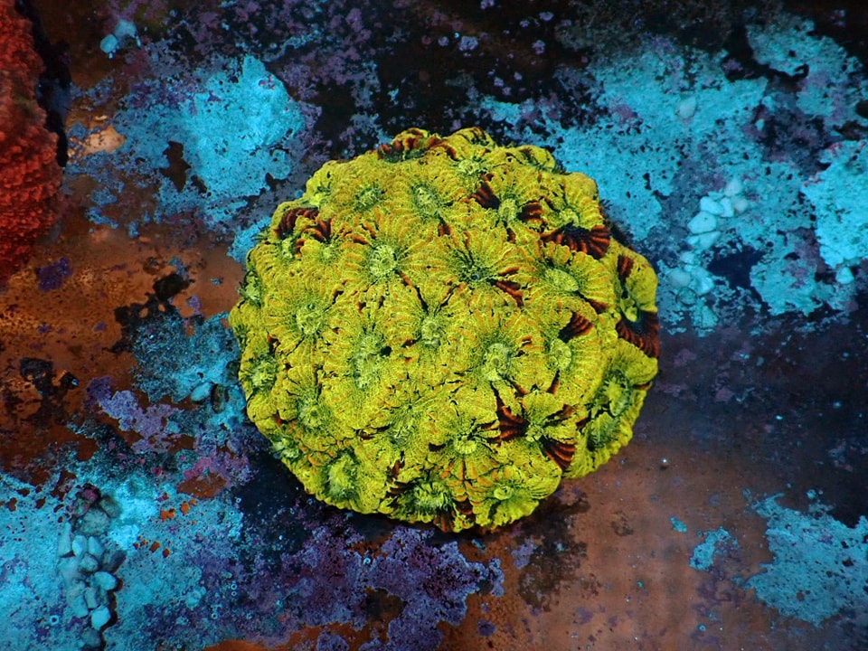 Goniastrea (Frag 4x4cm)