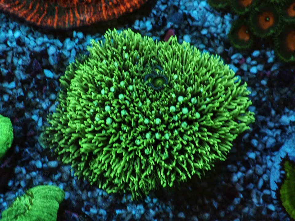 Barierum (frag 3x3cm)
