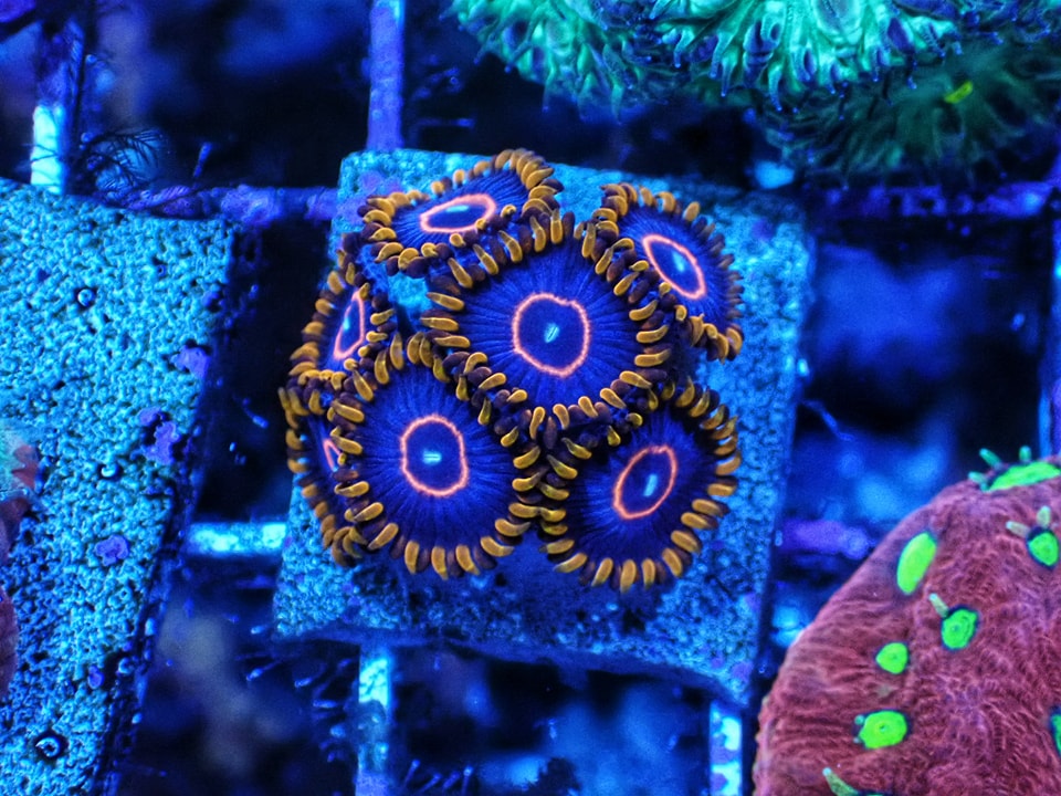 Zoanthus Hornet