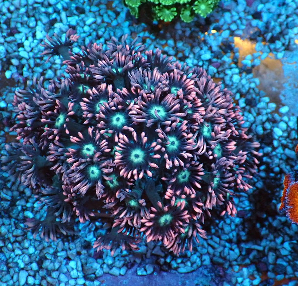 Goniopora