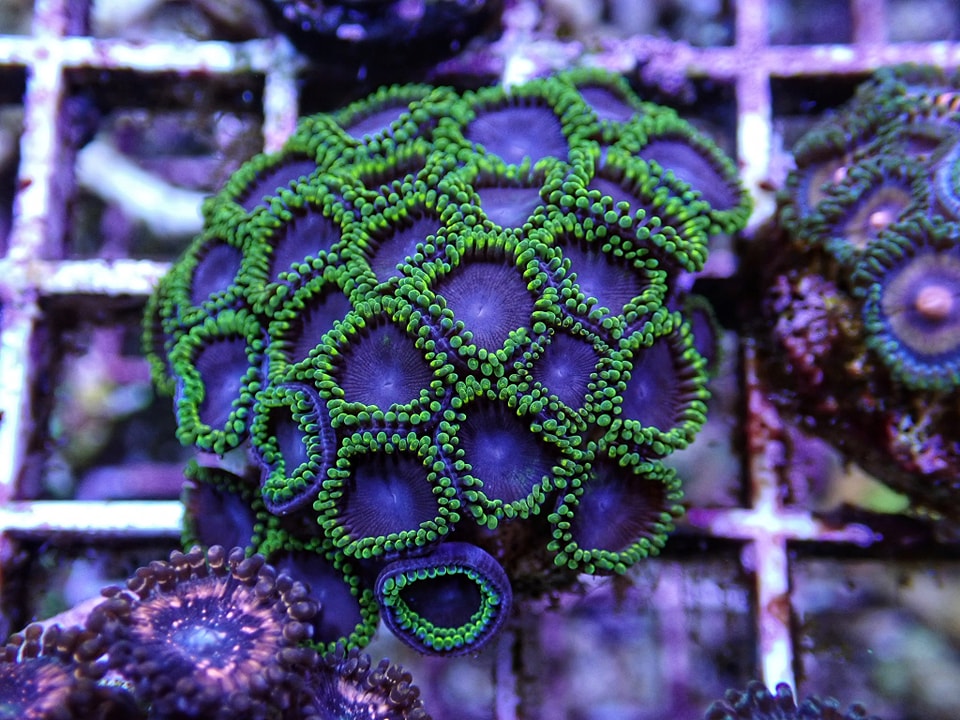 Zoanthus Jocker