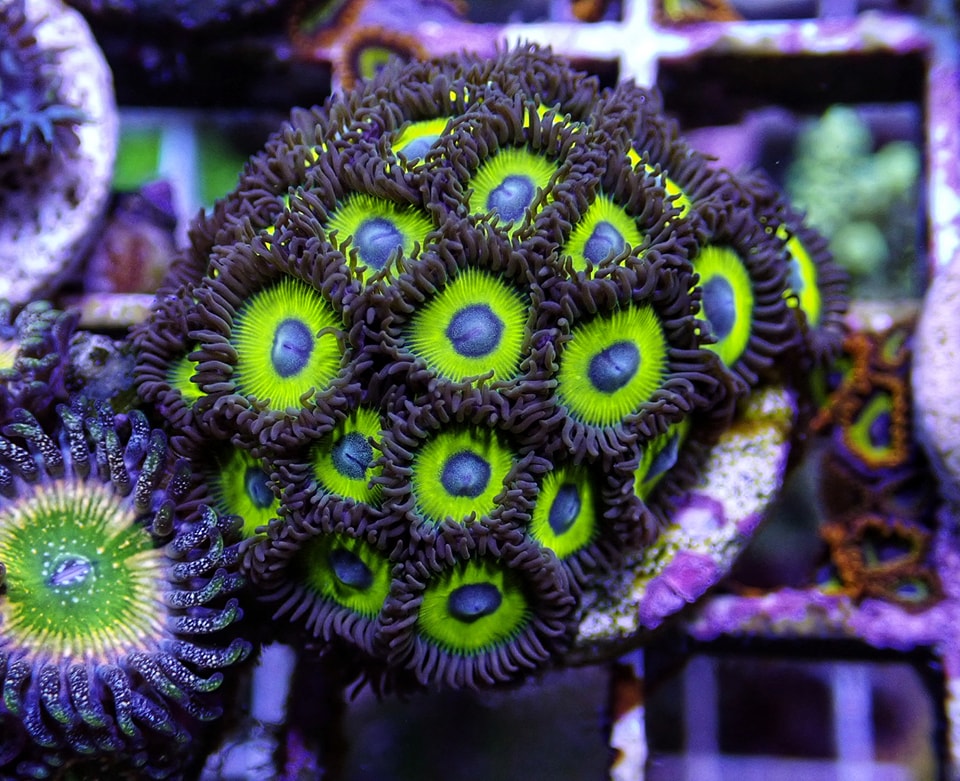 Zoanthus Yellow submarine