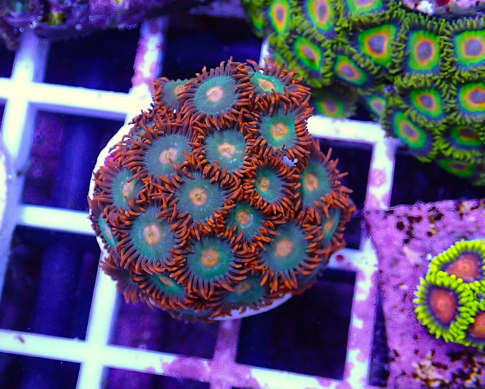 Zoanthus Gotarage
