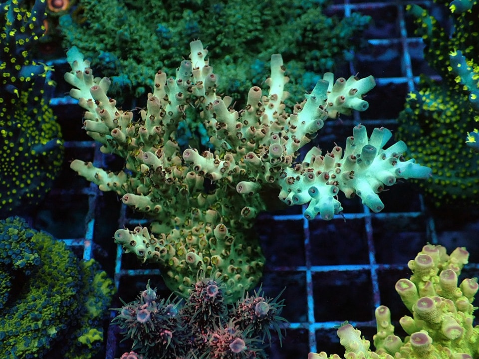 Acropora sp.(Frag 5cm)