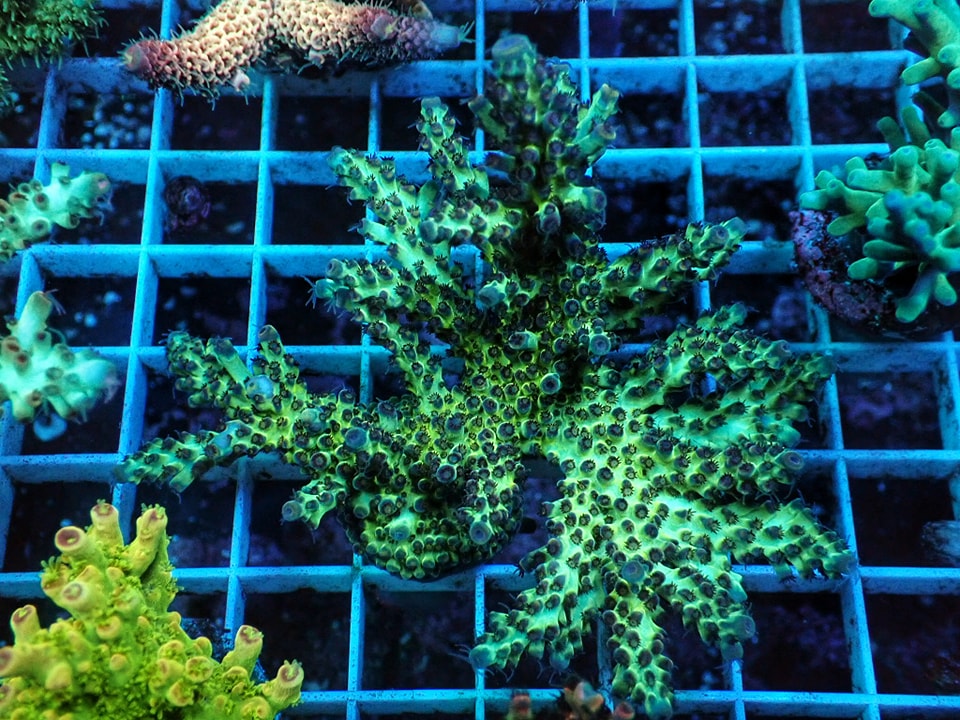 Acropora sp.
