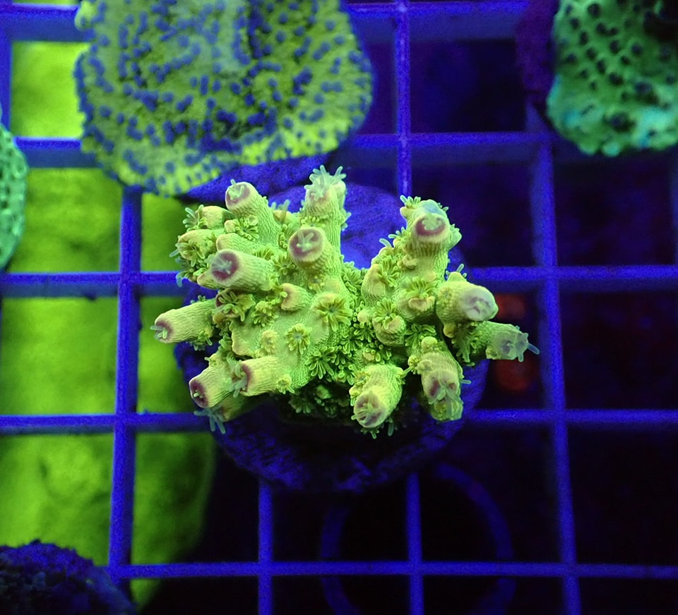 Acropora florida