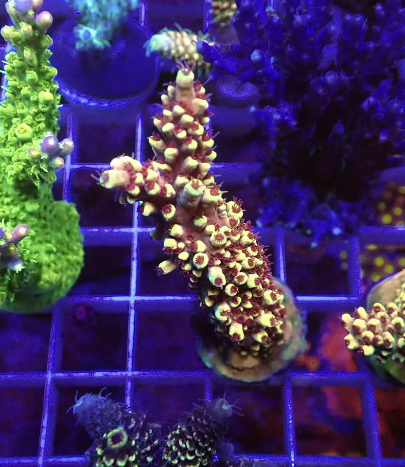 Acropora sp.(Tera Red)