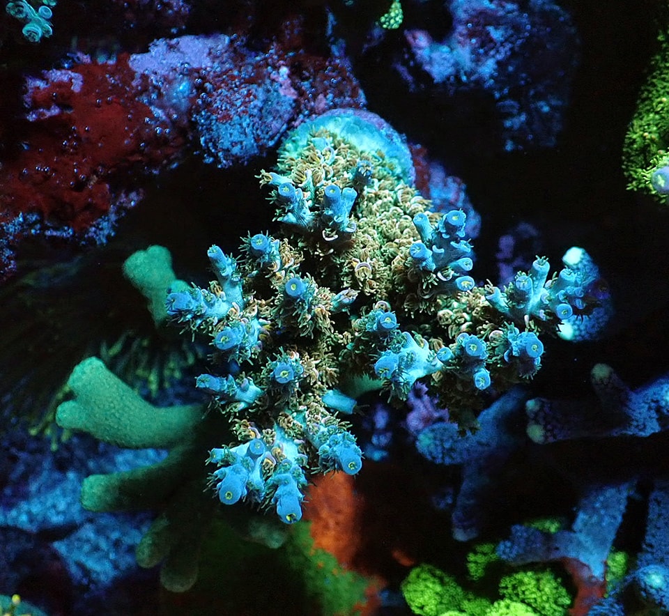 Acropora tenuis (Frag 4cm)