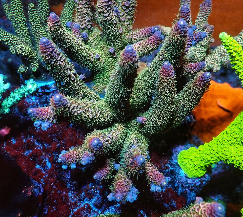 Acropora Spathulata Rainbow (frag 4cm)