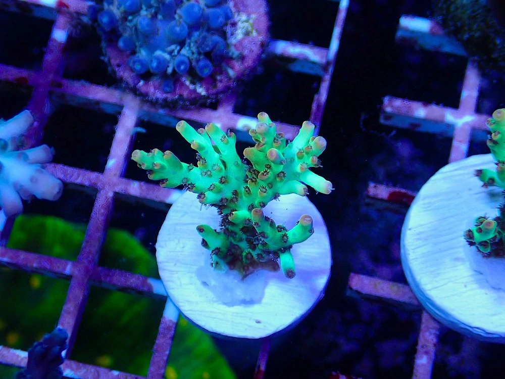 Acropora microclado (Shortcake)