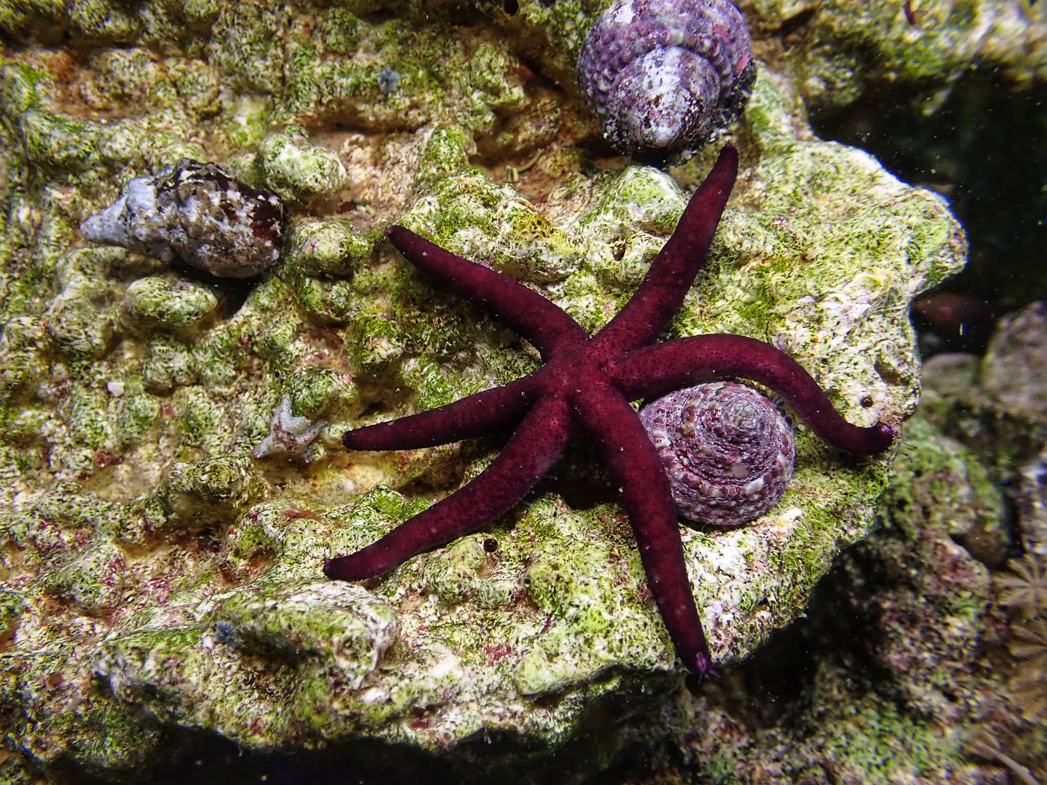 Echinaster luzonicus purple