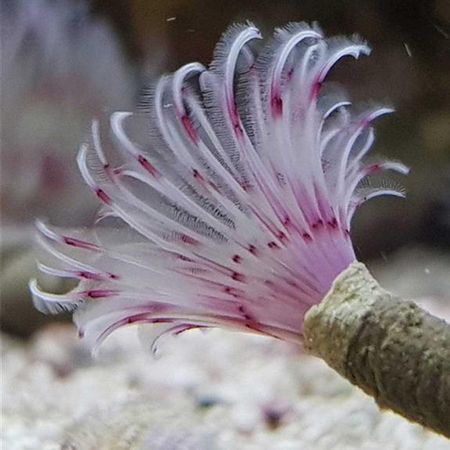 Bispira guinensis