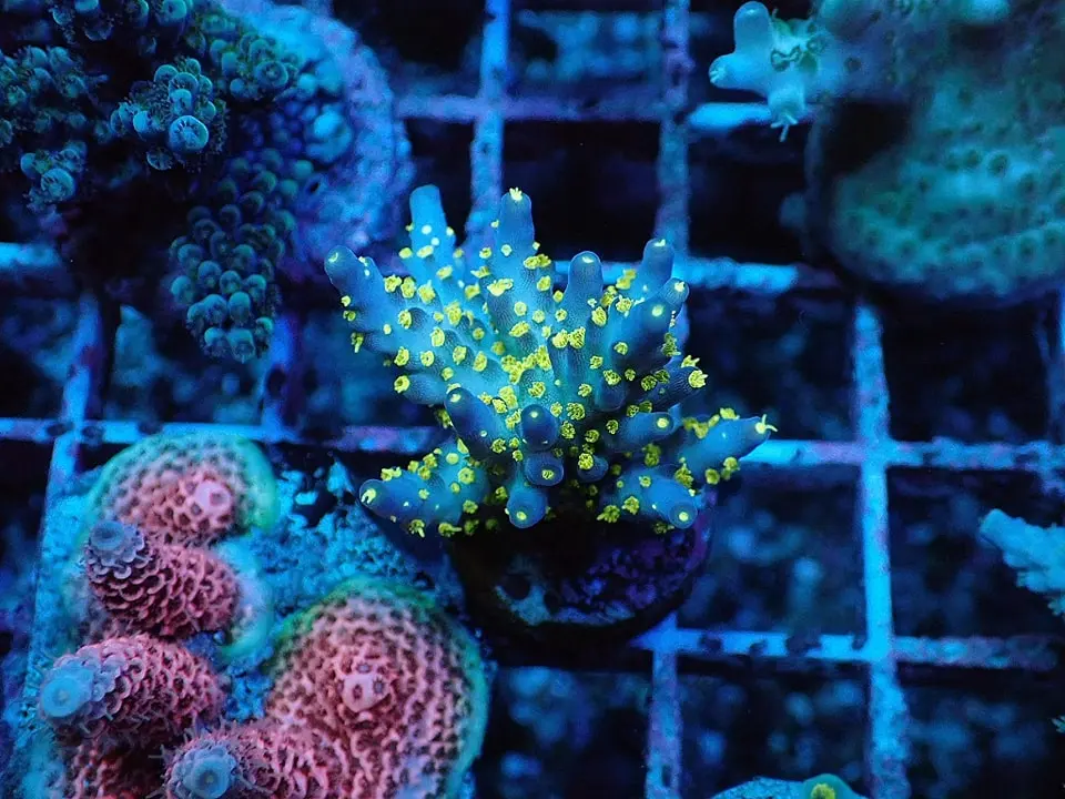 Acropora nana Tricolor