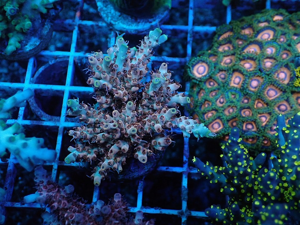 Acropora sp.