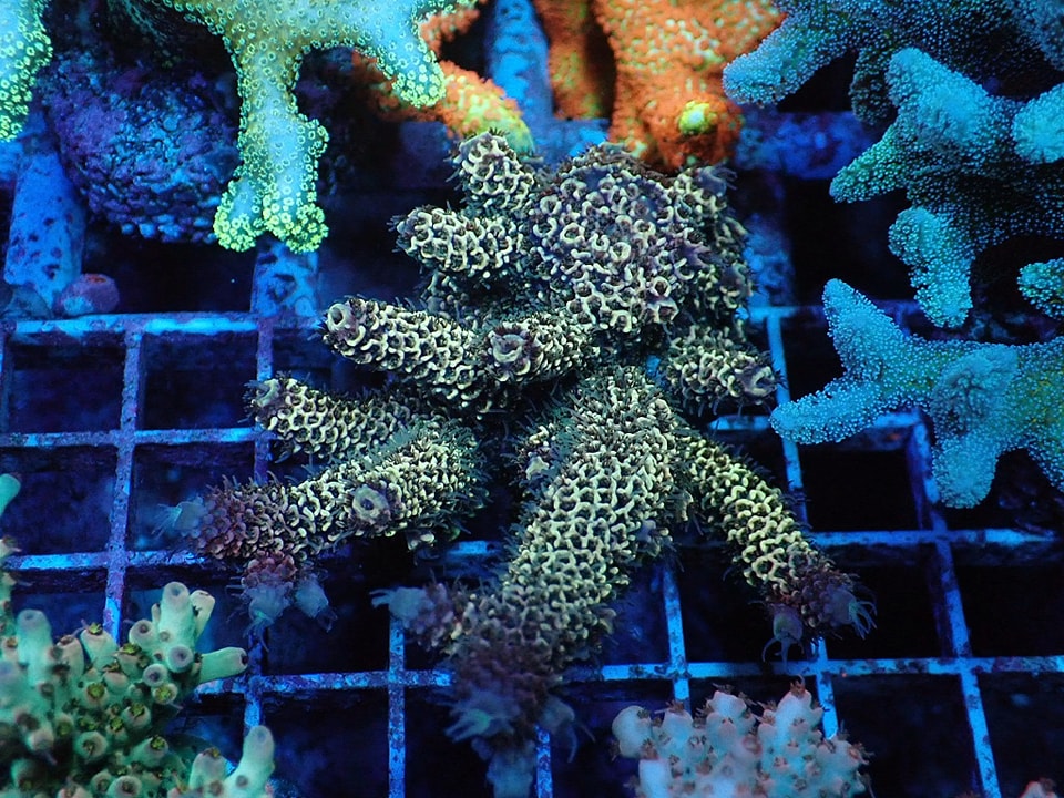 Acropora Spathulata