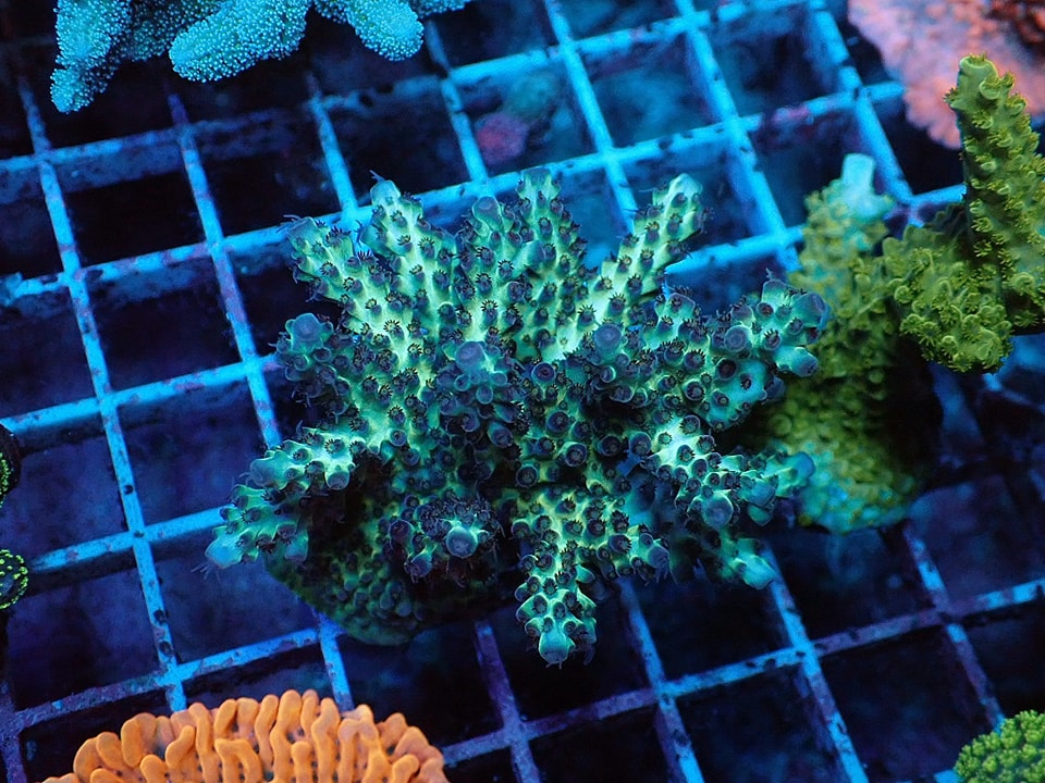 Acropora sp.