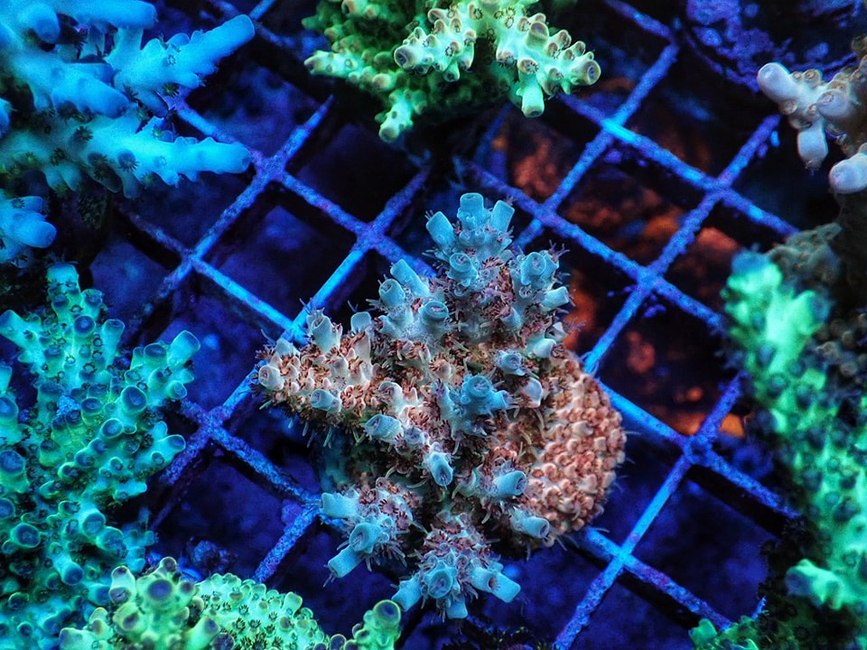 Acropora sp.