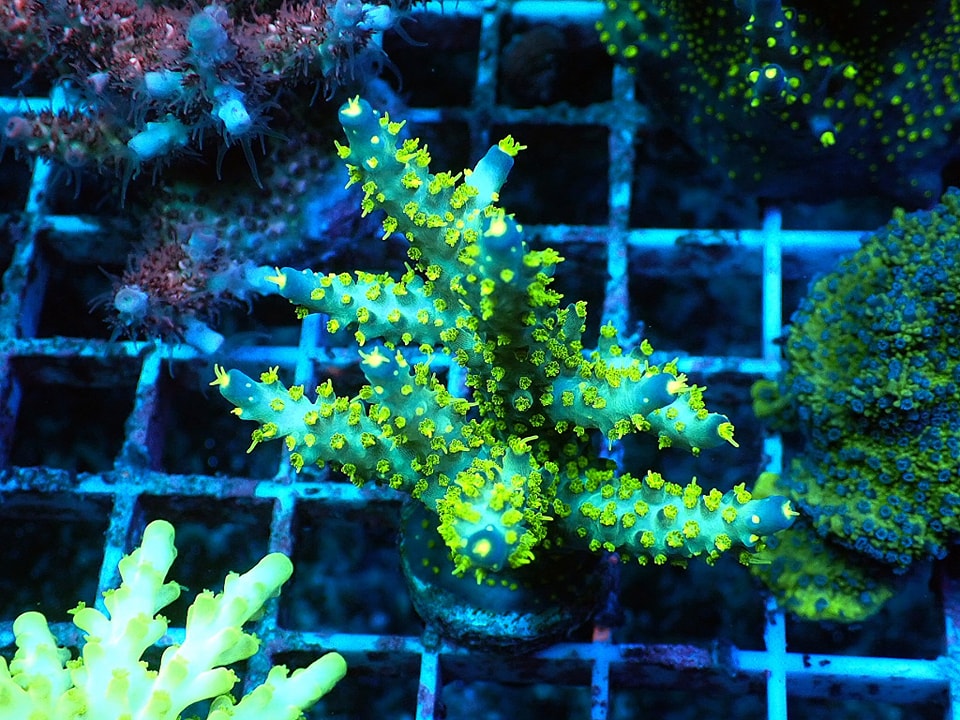 Acropora Vivid Tricolor