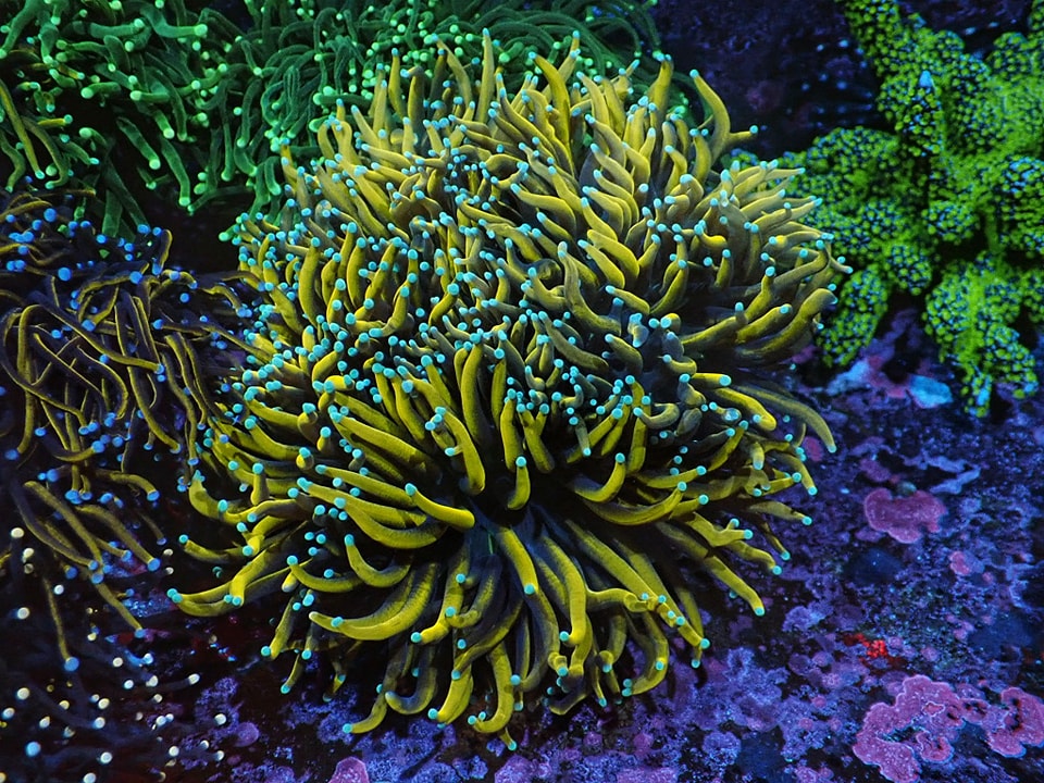 Euphyllia glabrescens Candy gold 2hl.