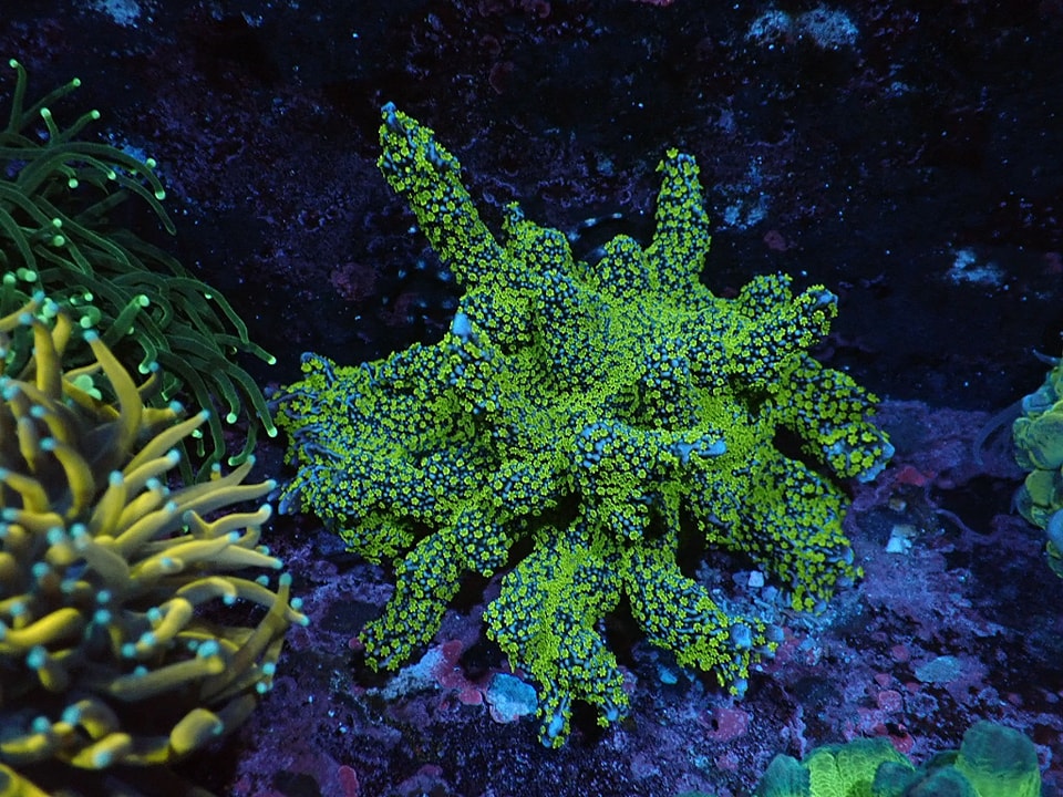 Montipora hispida (Star Wars) frag 5cm