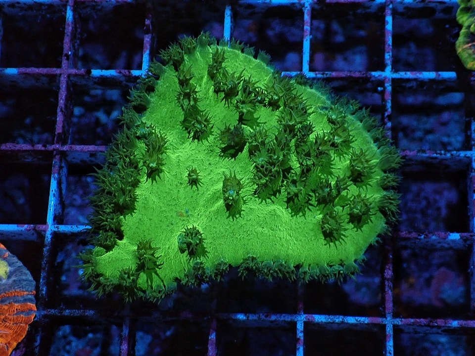 Turbinaria sinuosa Toxic Green (frag 4x4cm)