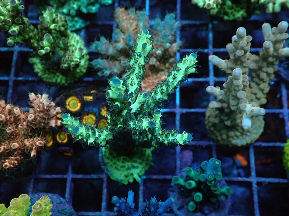 Acropora sp.
