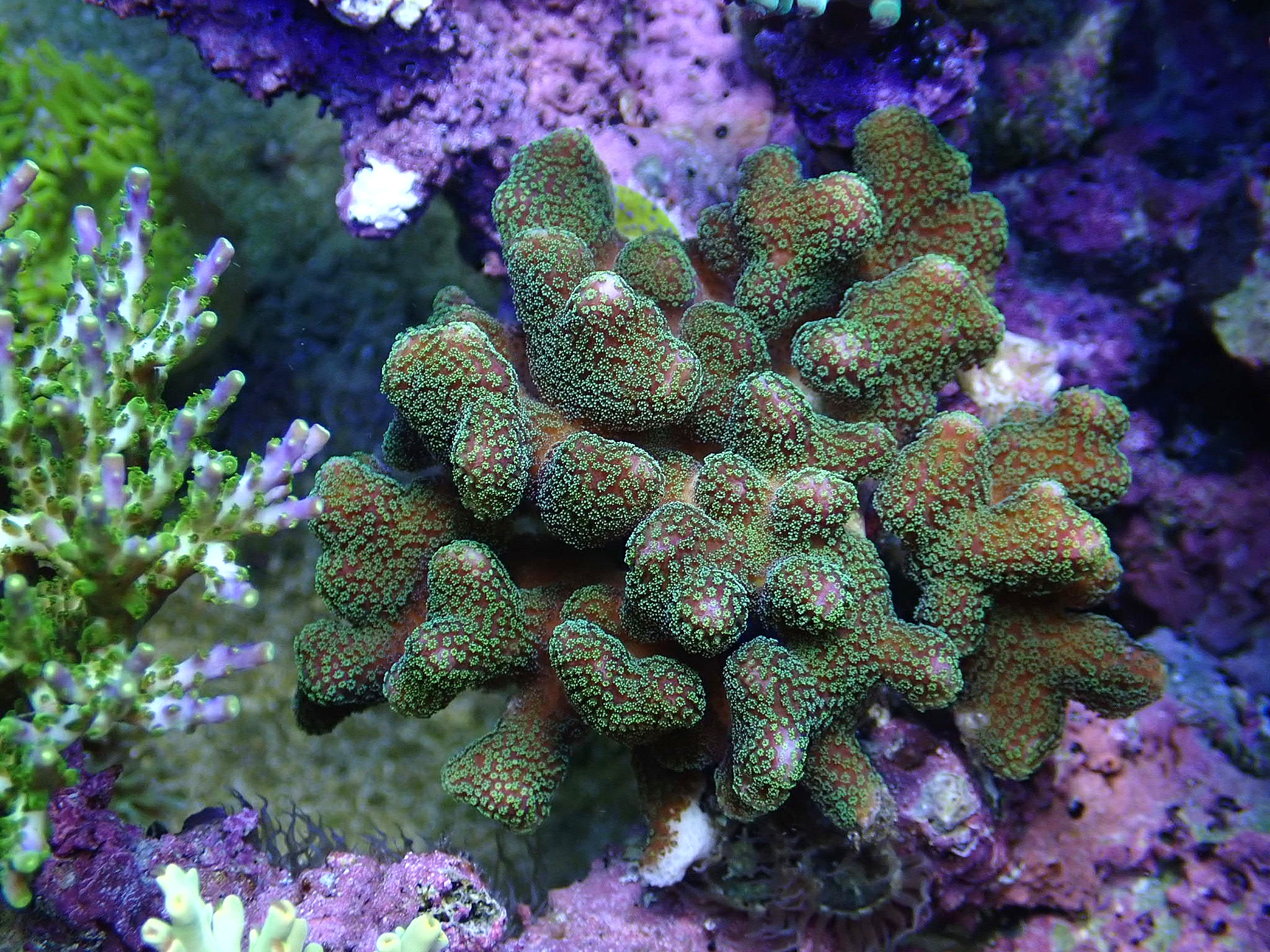 Stylophora sp.
