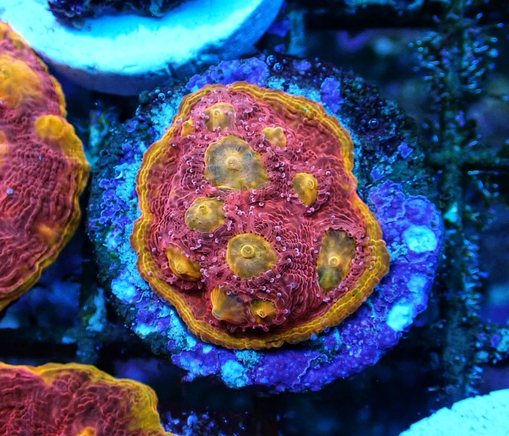 Echinophyllia (Flaming bugatti)