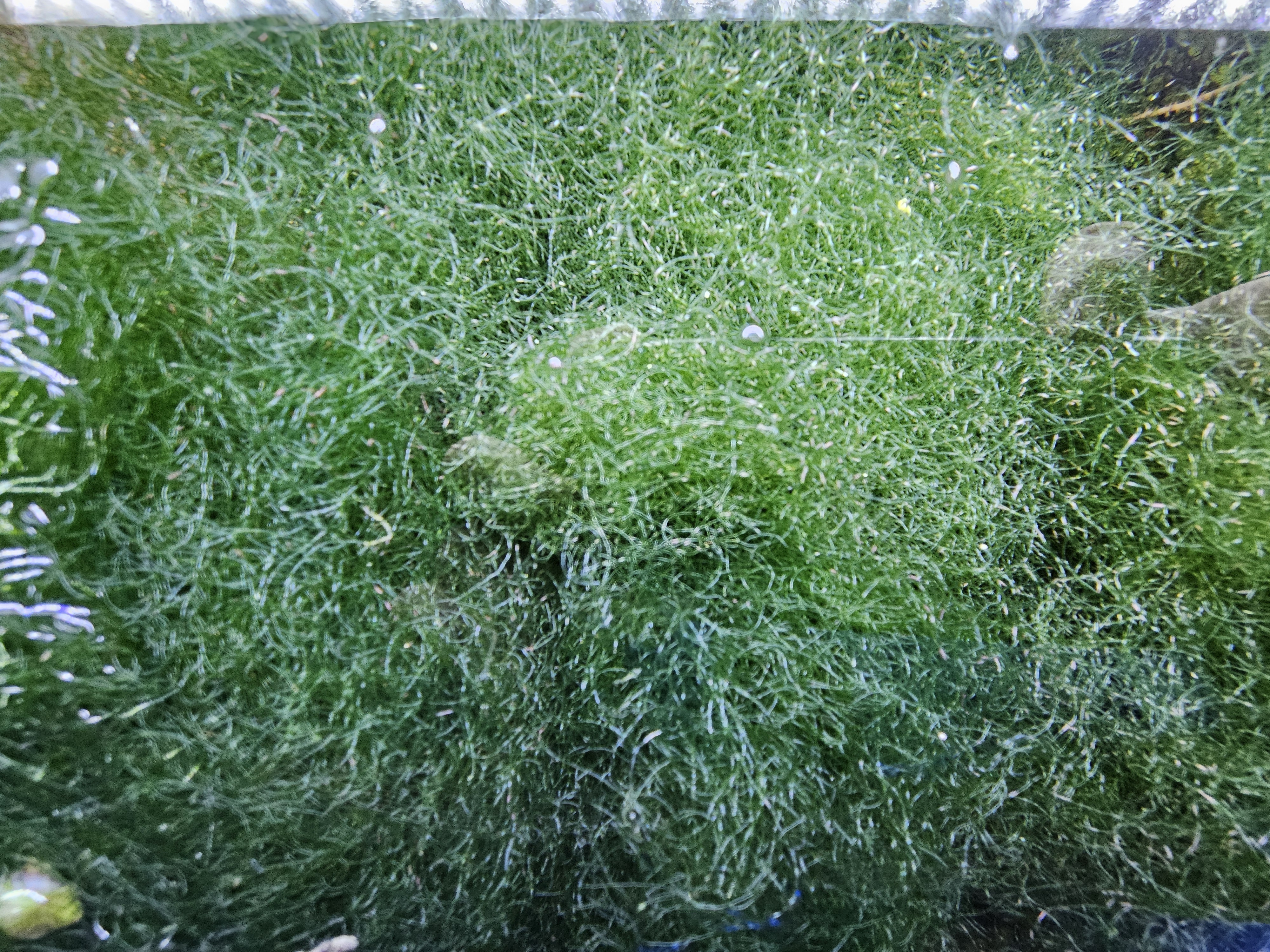 Cheatomorpha sp. 0.5l.