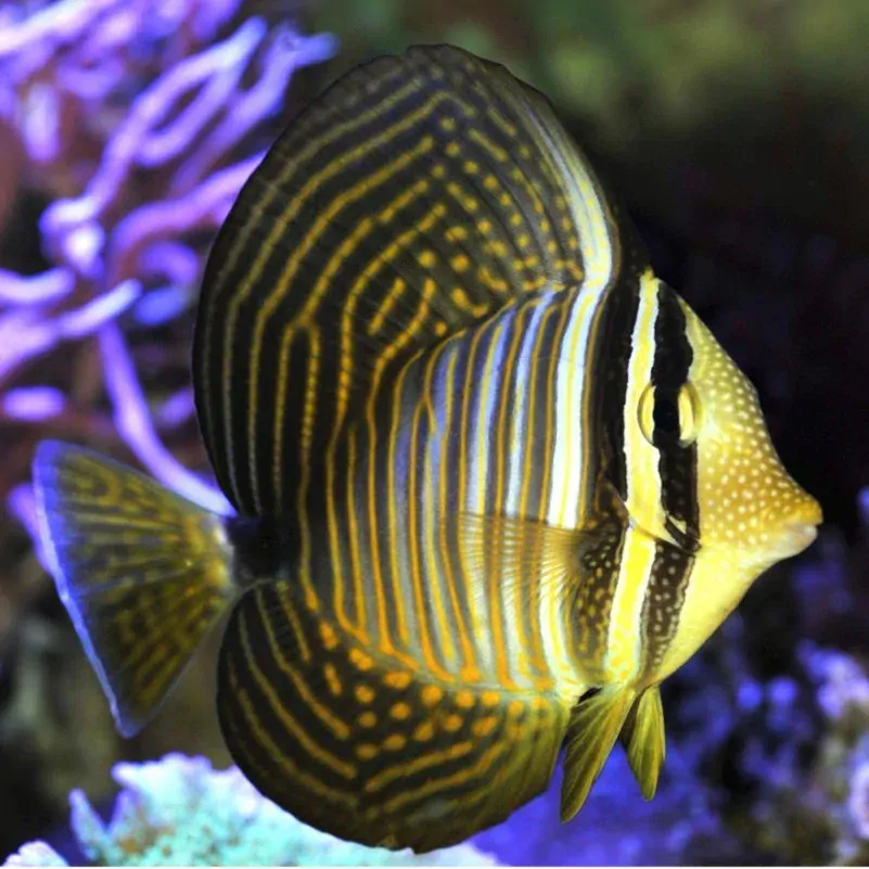 Zebrasoma desjardinii