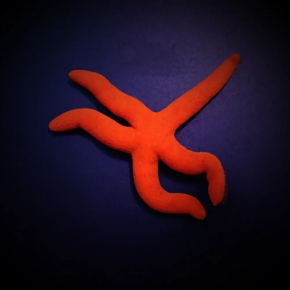 Linckia spp. (Orange/Red)